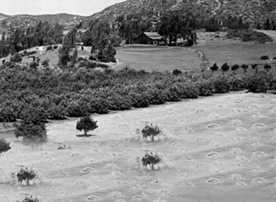 History Avocados From Mexico